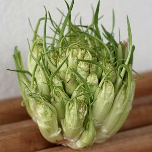 Capucienenbaard 'Catalogna Puntarelle Brindisina' 5g