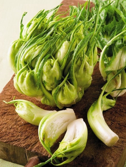 Capucienenbaard 'Catalogna Puntarelle Brindisina' 5g
