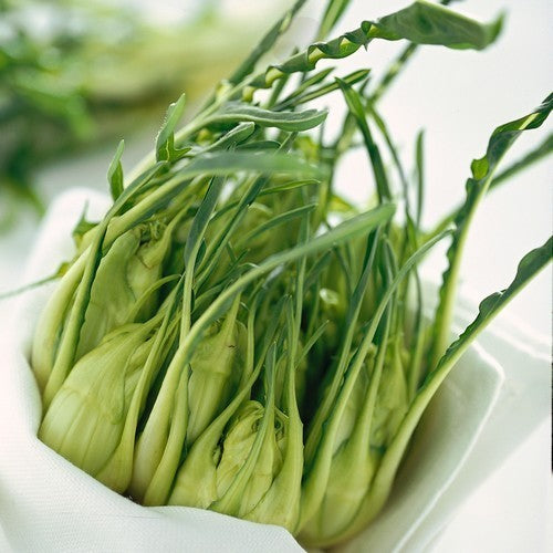 Capucienenbaard 'Catalogna Puntarelle Brindisina' 5g