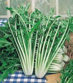Capucienenbaard 'Catalogna A Foglia Frastagliata'