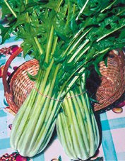 Capucienenbaard 'Catalogna A Foglia Frastagliata'