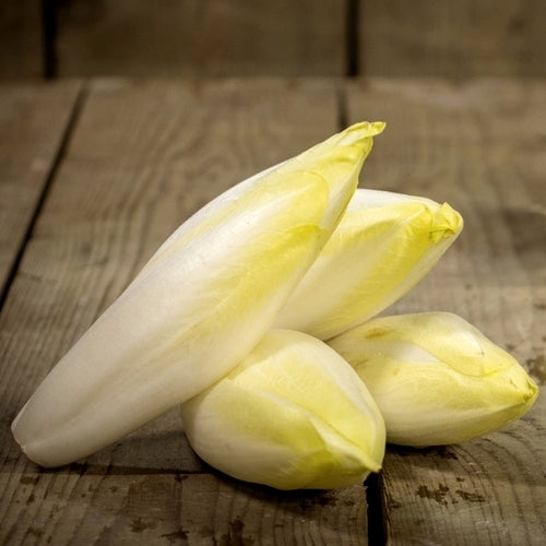 Chicory 'Videna' (Dutch Early-Mid Type) 1200 Seeds (2g)