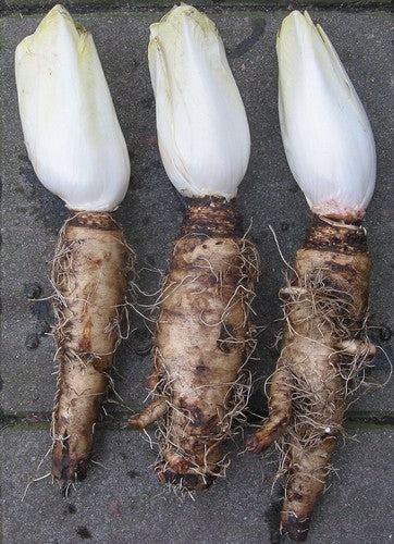 Chicory 'Mechelse Middelvroege' 3000 Seeds (5g)