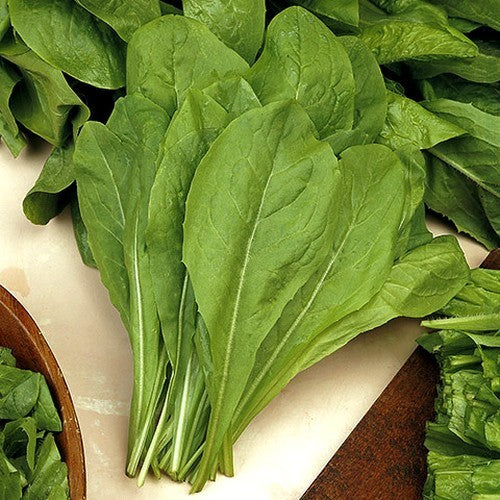 Chicory 'Spadona Da Taglio' / 'Linga di Cane' 3g