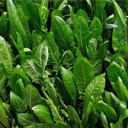 Chicory 'Spadona Da Taglio' / 'Linga di Cane' 3g