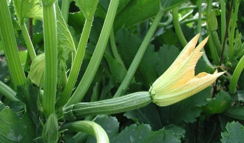 Courgette 'Arte' F1 / 'Tevere' F1 / 'Cesare' F1 10 Zaden