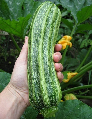 Courgette 'Arte' F1 / 'Tevere' F1 / 'Cesare' F1 10 Zaden