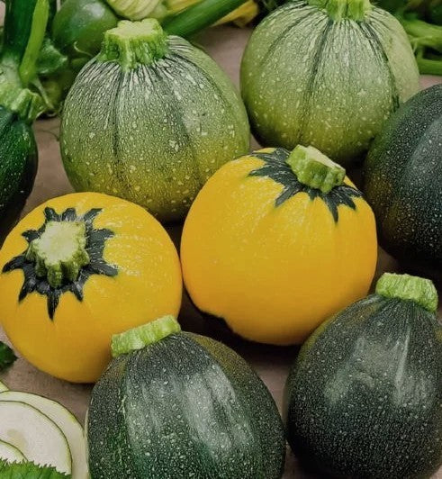Courgette 'Ball Rondini Mix' F1 10 Zaden