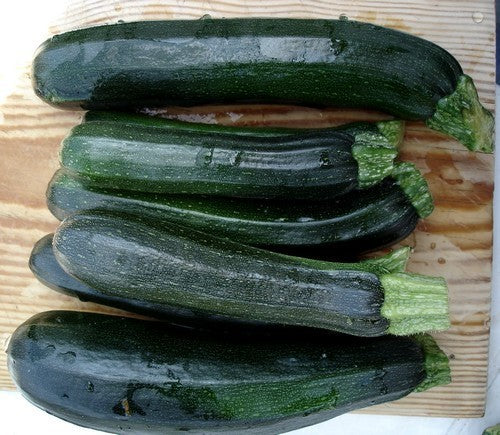 Courgette 'Black Beauty' / 'Black Zucchini' 10 Zaden