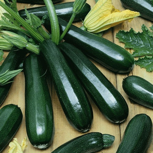 Courgette 'Black Beauty' / 'Black Zucchini' 10 Zaden