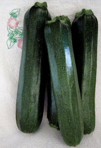 Courgette 'Black Beauty' / 'Black Zucchini' 10 Zaden