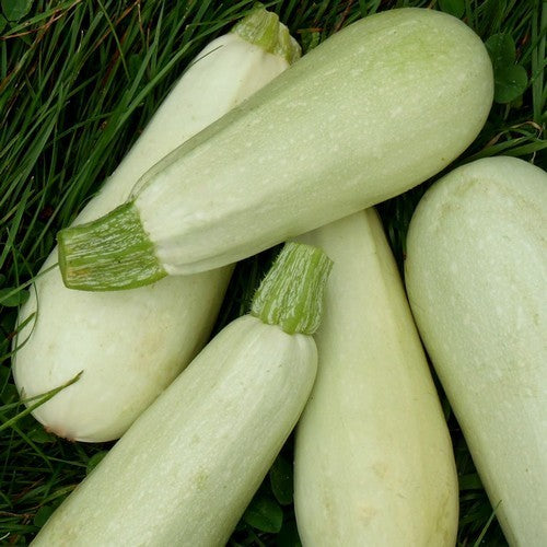Courgette 'Blanco Medio Largo' 10 Zaden