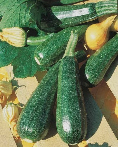 Courgette 'Vertes des Maraîchers' 15 Zaden