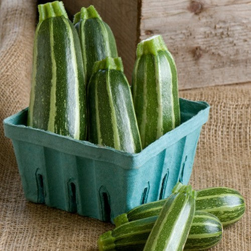 Courgette 'Bush Baby' F1 10 Zaden