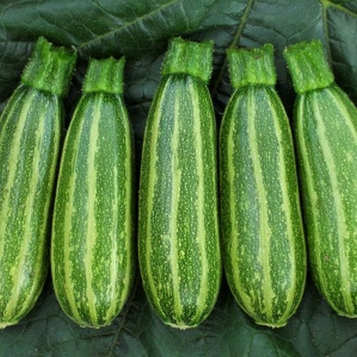 Courgette 'Bush Baby' F1 10 Zaden