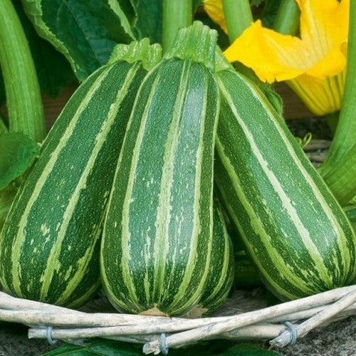 Courgette 'Bush Baby' F1 10 Zaden