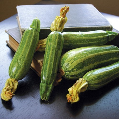 Courgette 'Bush Baby' F1 10 Zaden