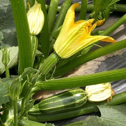Courgette 'Bush Baby' F1 10 Zaden