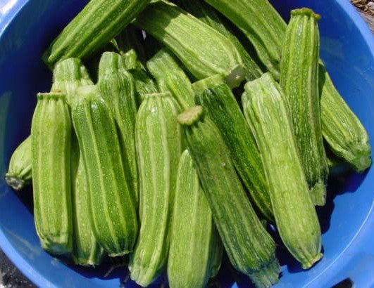Courgette 'Costata Romanesco' / 'Lungo Fiorentino' 10 Zaden