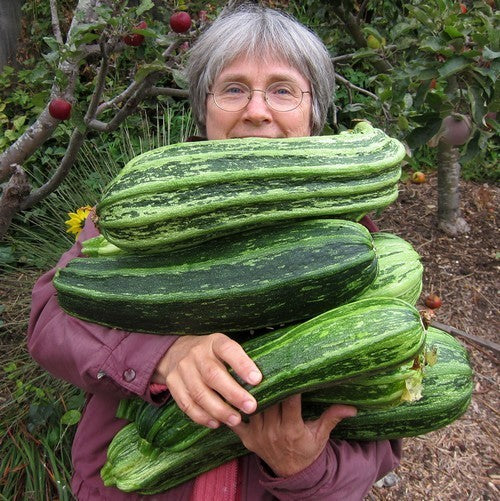 Courgette 'Costata Romanesco' / 'Lungo Fiorentino' 10 Zaden