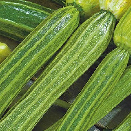 Courgette 'Costata Romanesco' / 'Lungo Fiorentino' 10 Zaden