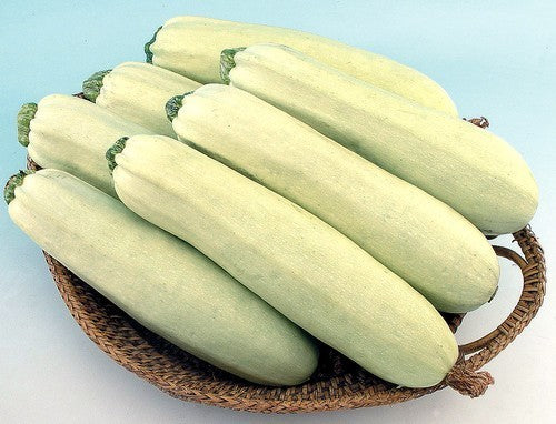 Courgette 'Cute Fancy' F1 / 'Sweet Fancy' F1 10 Seeds