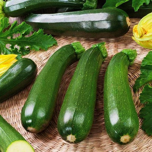 Courgette 'Diamant' F1 / 'Spineless Beauty' F1 15 Zaden