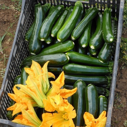 Courgette 'Dunja' F1 / 'Ladoga' F1 7 Zaden