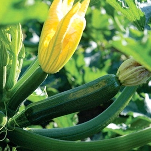 Courgette 'Dunja' F1 / 'Ladoga' F1 7 Zaden