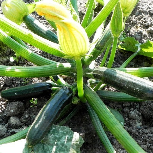 Courgette 'Dunja' F1 / 'Ladoga' F1 7 Zaden