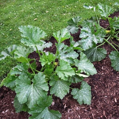Courgette 'Dunja' F1 / 'Ladoga' F1 7 Zaden