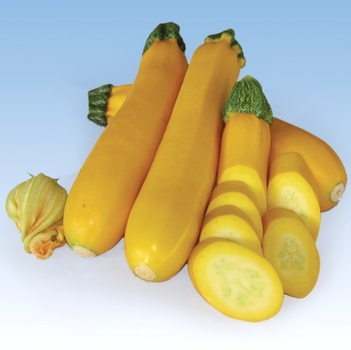 Courgette 'Golden Glory' F1 / 'Amira' F1 10 Zaden