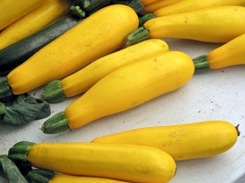 Courgette 'Golden Glory' F1 / 'Amira' F1 10 Zaden