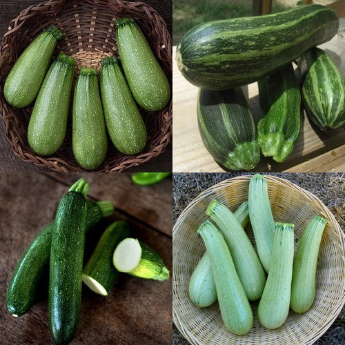 Courgette 'Green Diversity'