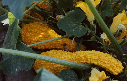 Courgette Early Summer Crookneck / 'Coutor d' Éte'10 Zaden'