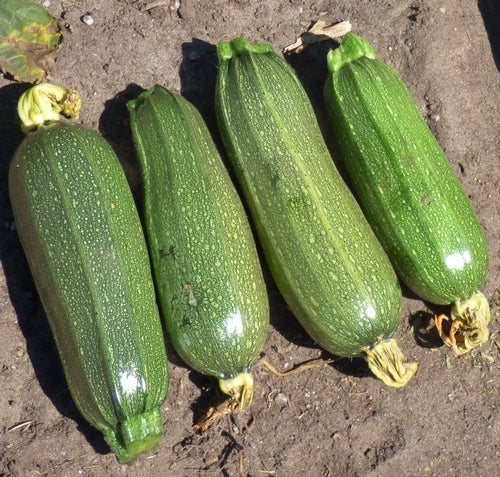 Courgette 'Kortjakje' 10 Zaden