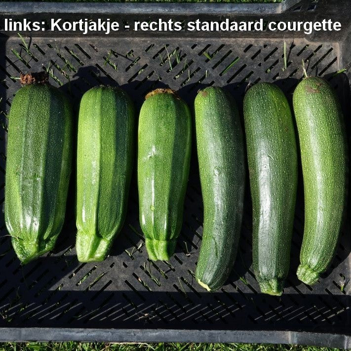 Courgette 'Kortjakje' 10 Zaden