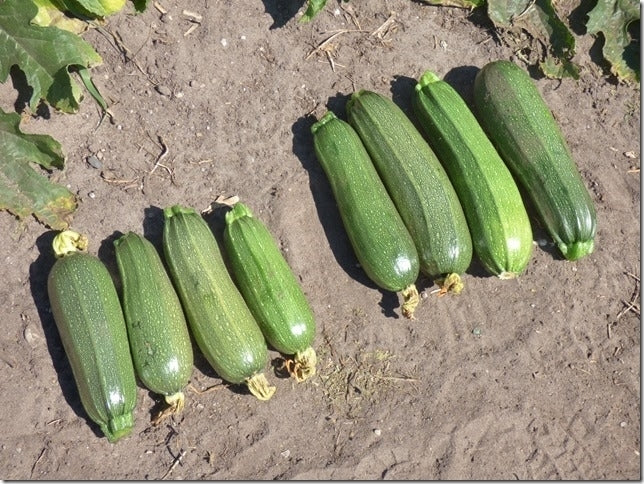 Courgette 'Kortjakje' 10 Zaden