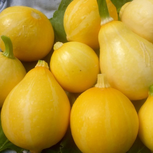 Courgette 'Lemon' 10 Zaden