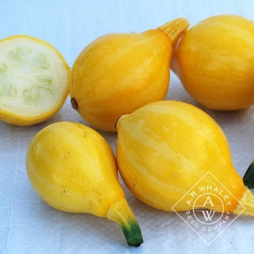 Courgette 'Lemon' 10 Zaden