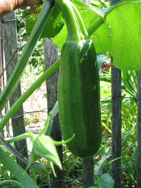 Courgette 'Long Green Trailing' 10 Zaden