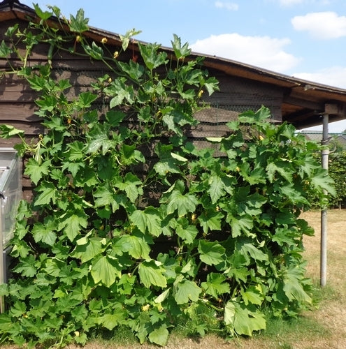 Courgette 'Long Green Trailing' 10 Zaden