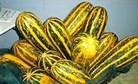 Courgette 'Long Green Trailing' 10 Zaden