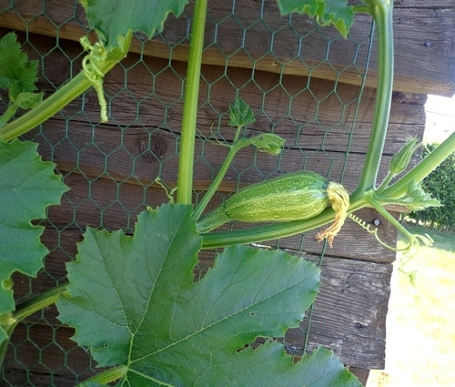Courgette 'Long Green Trailing' 10 Zaden