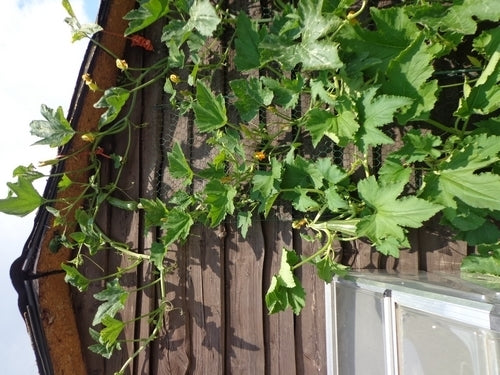 Courgette 'Long Green Trailing' 10 Zaden
