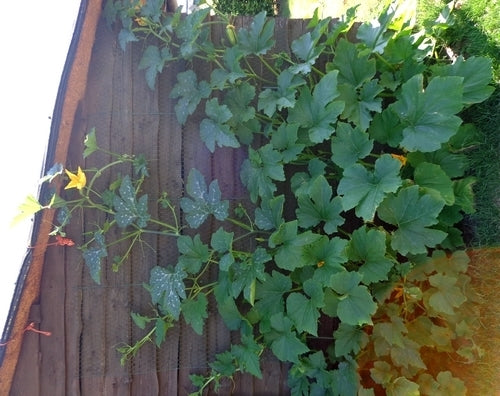 Courgette 'Long Green Trailing' 10 Zaden