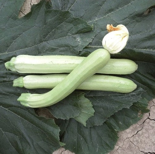 Courgette 'Long White Sicily' 10 Seeds