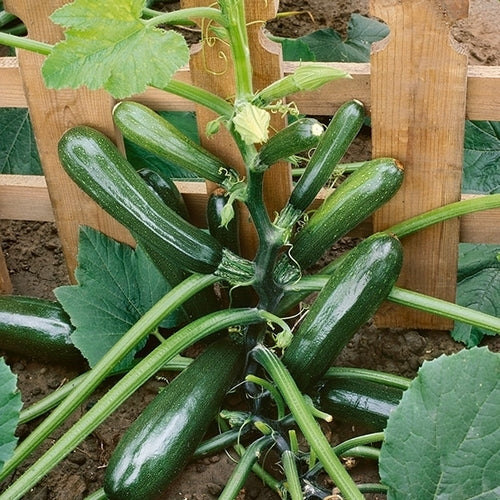 Courgette 'Lotan' F1 / 'Black Forest' F1 5 Zaden
