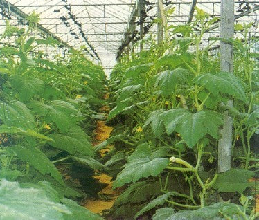 Courgette 'Lotan' F1 / 'Black Forest' F1 5 Zaden