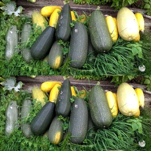 Courgette 'Lusthof Mix' 10 Zaden